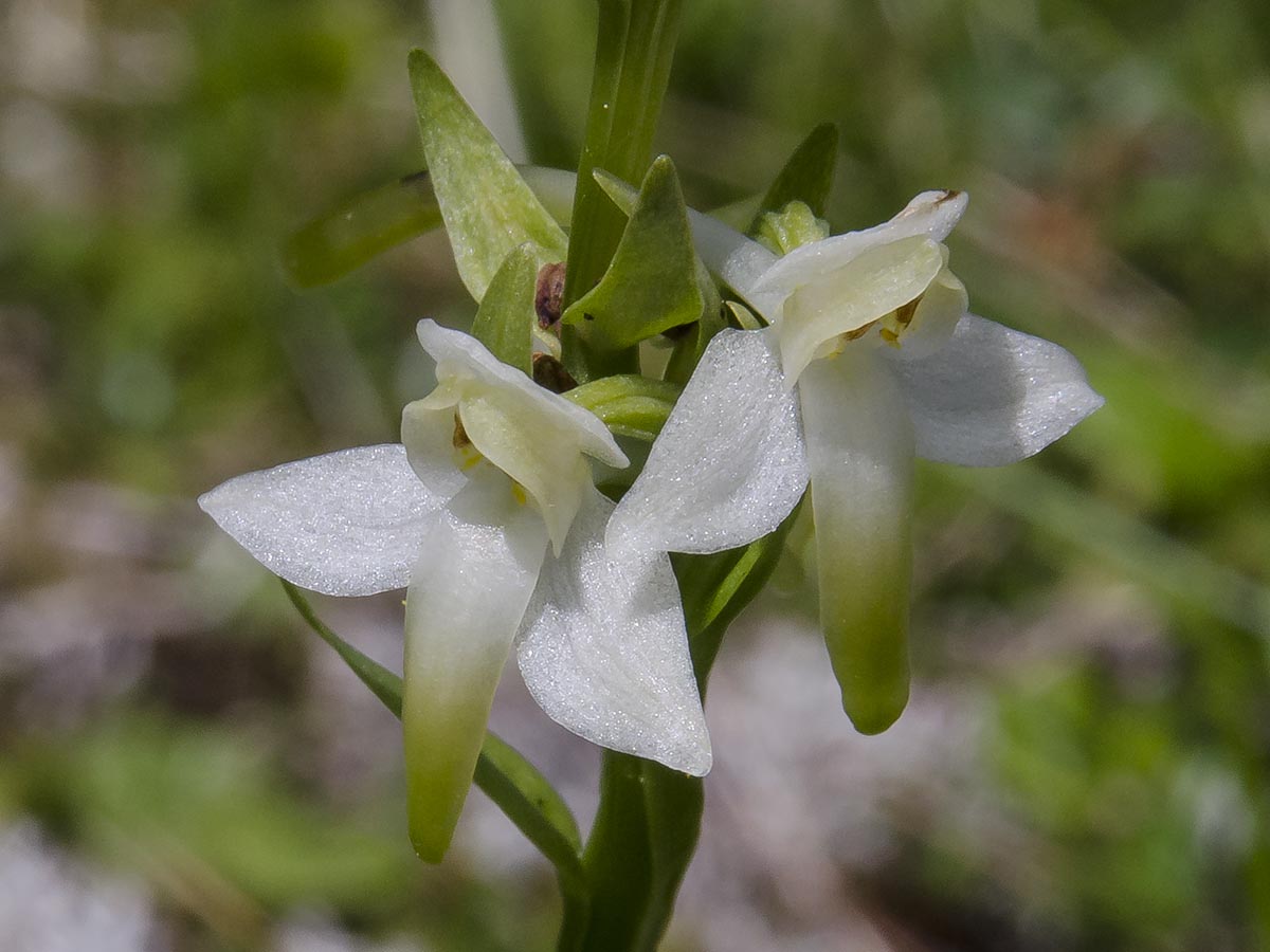 Blüte